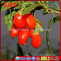 Goji berry em capsulas goji berry preco frutto di goji